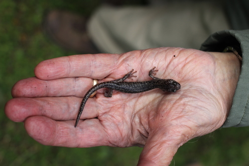 Wandering Salamander
