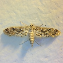 Parapoynx diminutalis