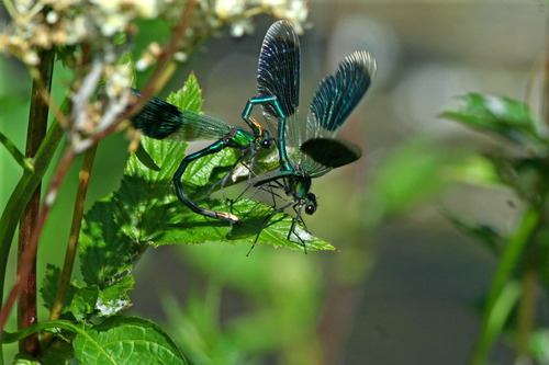 Banded Demoiselle, photo 9 of 9