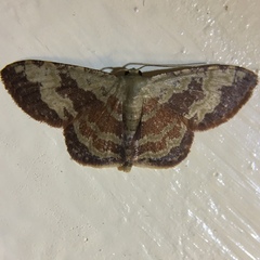 Idaea vacillata