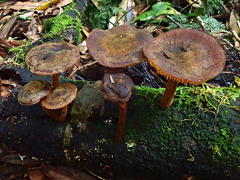 Heimiomyces atrofulvus