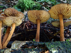 Heimiomyces atrofulvus