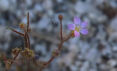 Gilia diegensis