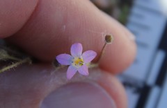Gilia diegensis