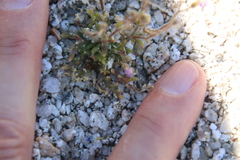 Gilia diegensis