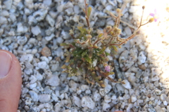 Gilia diegensis