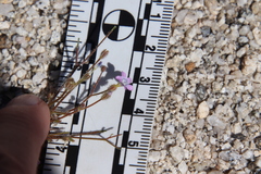 Gilia diegensis
