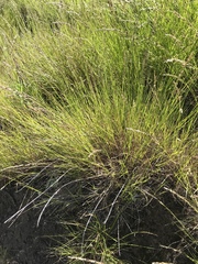 Melica imperfecta