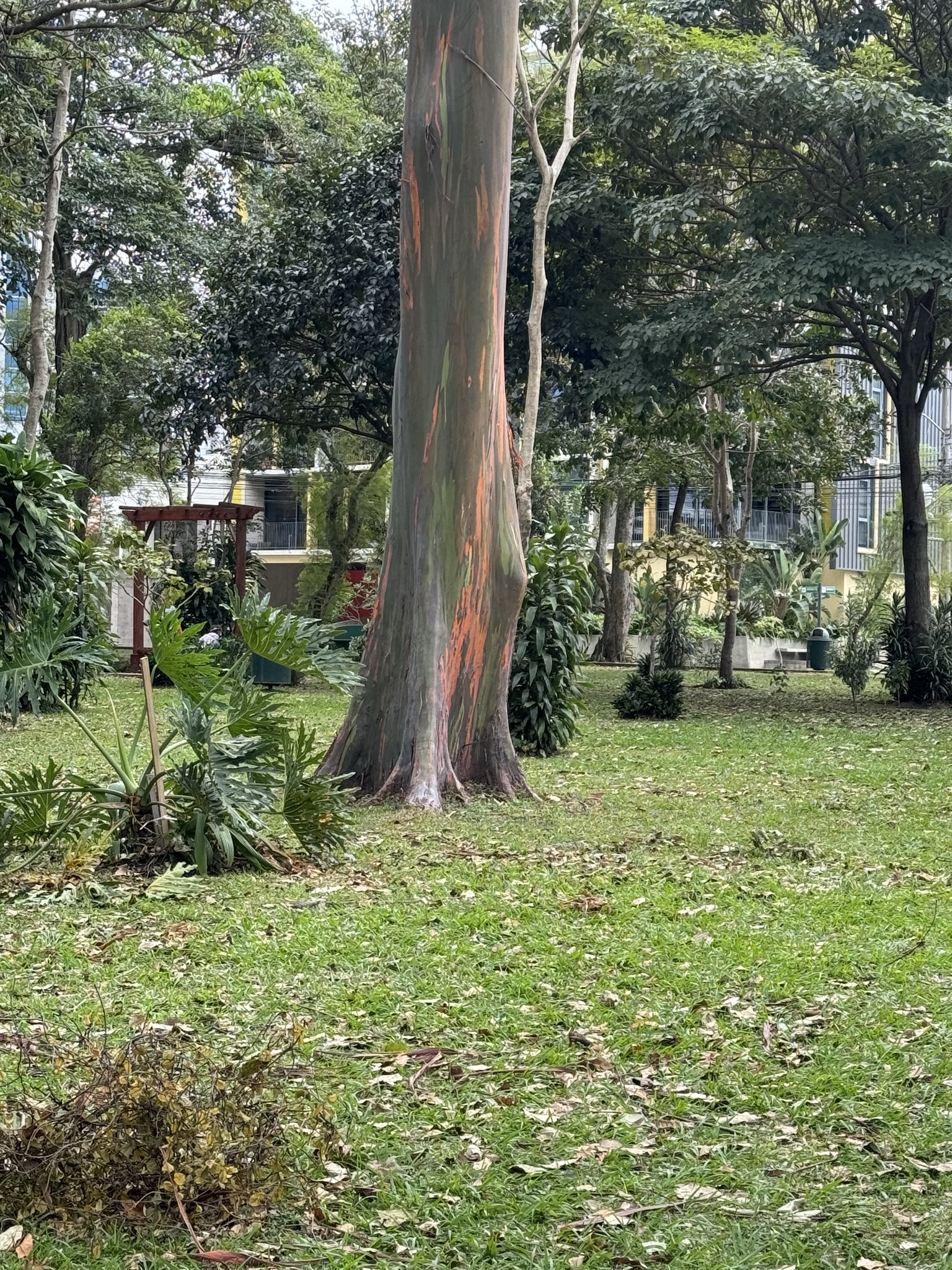 Imagem de Eucalipto Arco-Íris