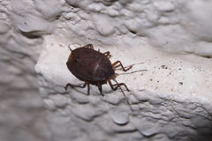 Caystrus obscurus