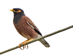 Common Myna photo 4