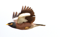 Common Myna photo 3