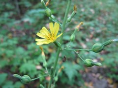 Lactuca triangulata