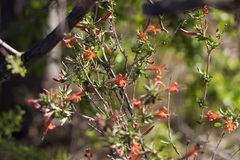 Anisacanthus thurberi
