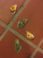 Eudocima hypermnestra