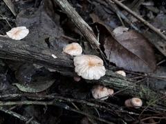 Marasmiellus alliiodorus