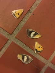 Eudocima hypermnestra