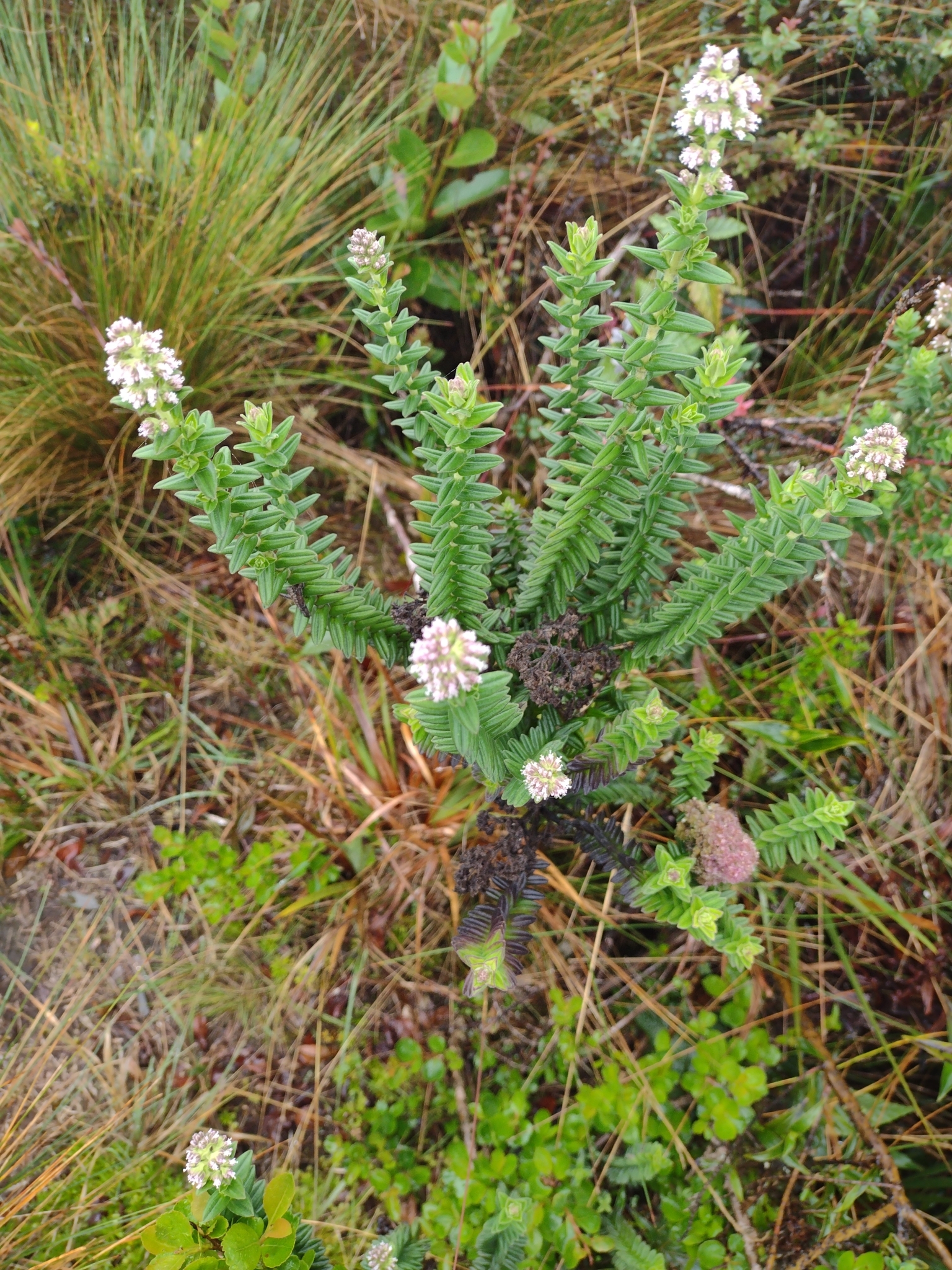 Valeriana microphylla image