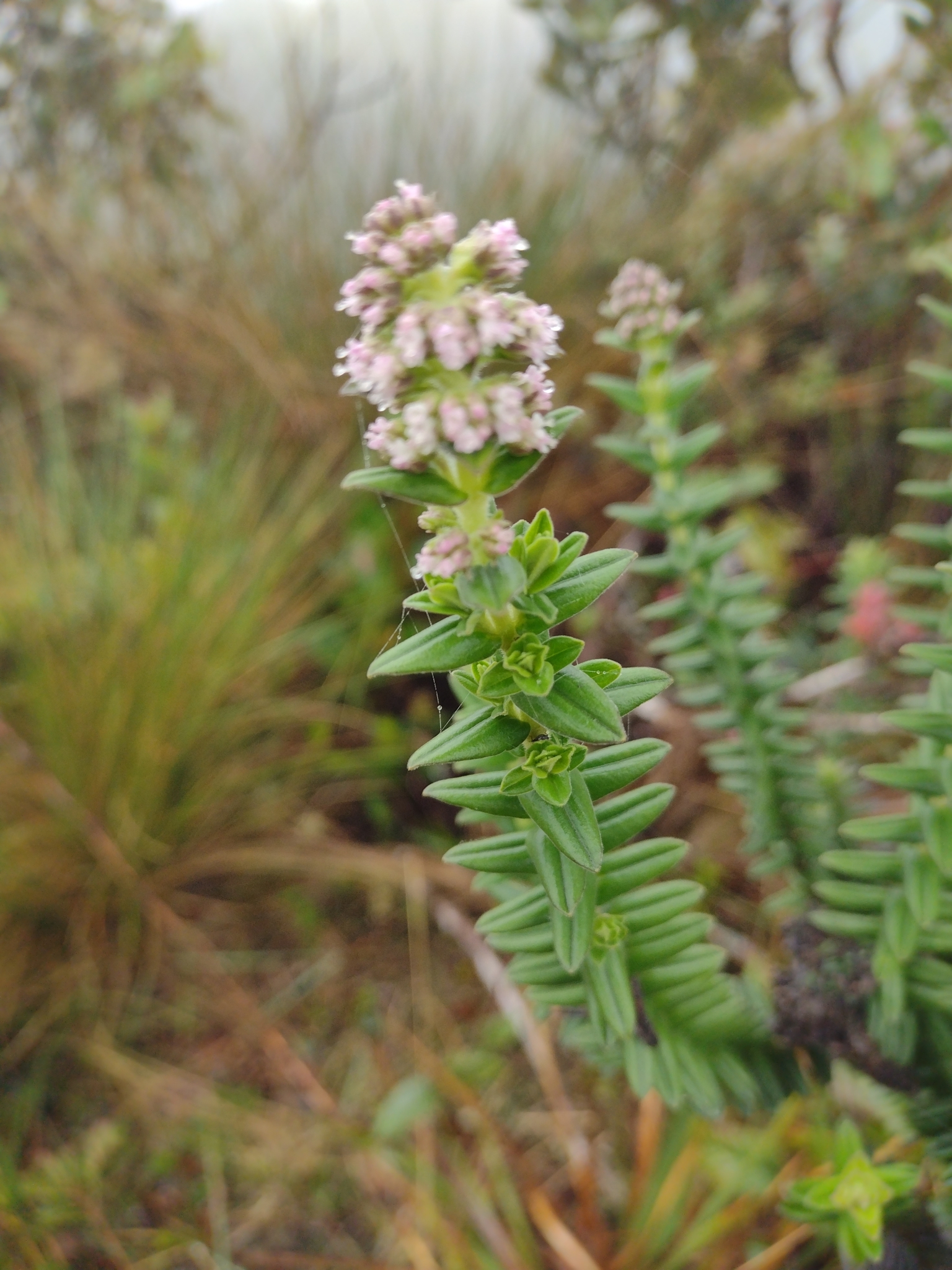 Valeriana image