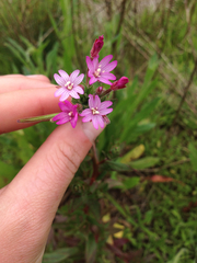 Epilobium ciliatum watsonii