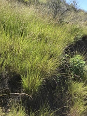 Melica imperfecta