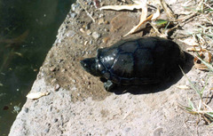 Kinosternon sonoriense