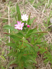 Epilobium ciliatum watsonii