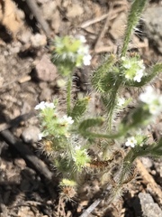 Eremocarya micrantha