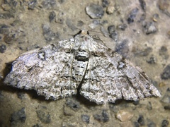 Cleora alienaria