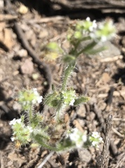 Eremocarya micrantha