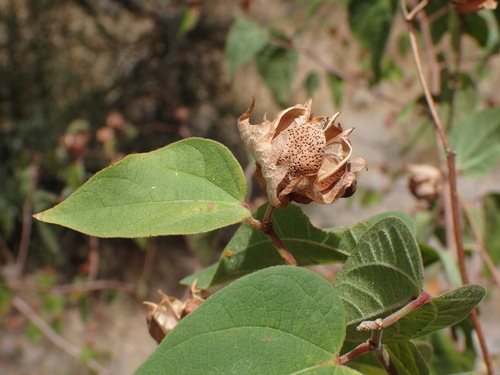 Image of Gossypium davidsonii by (c) Sue Carnahan, some rights reserved (CC BY)