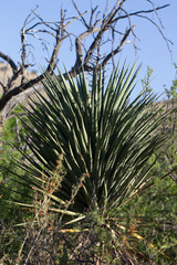 Yucca madrensis