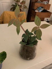 Peperomia tetragona