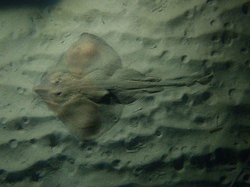 Representative image of Raja asterias