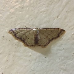 Idaea impexa