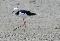 White-Headed Stilt photo 6