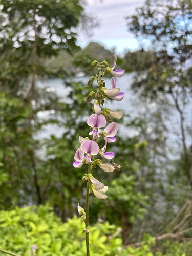 Neustanthus phaseoloides observed 2024-01-21