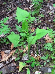 Lactuca triangulata