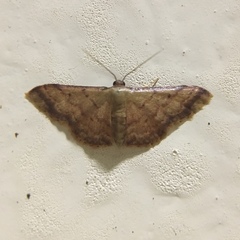 Idaea impexa