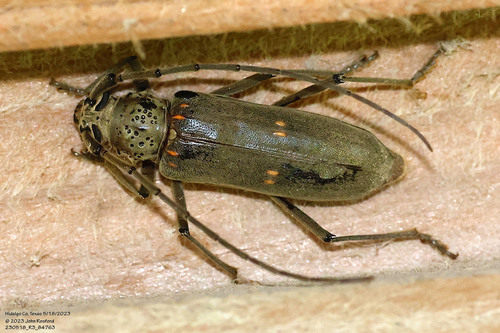 Speckle-necked Longhorn Beetle