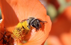 Andrena sphaeralceae
