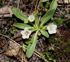 Hesperochiron pumilus