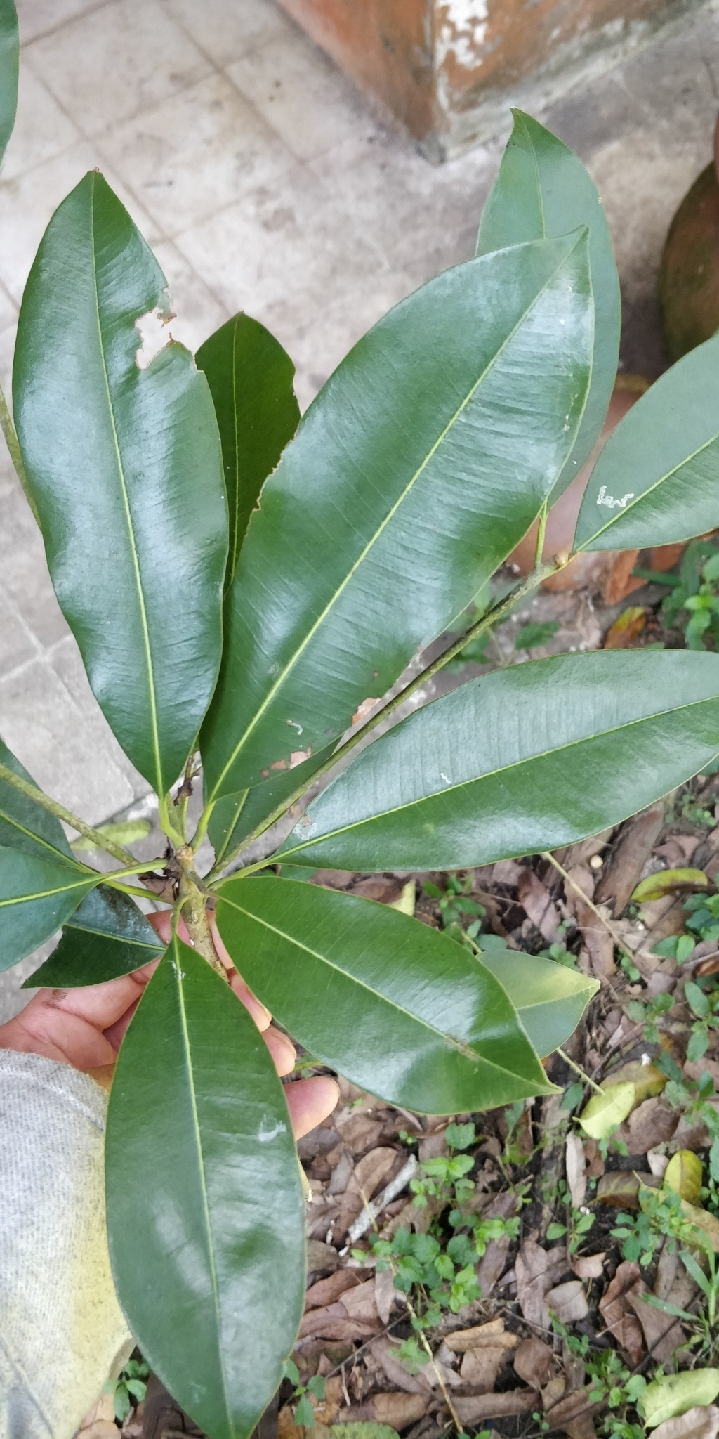 Imagem de Sapoti
