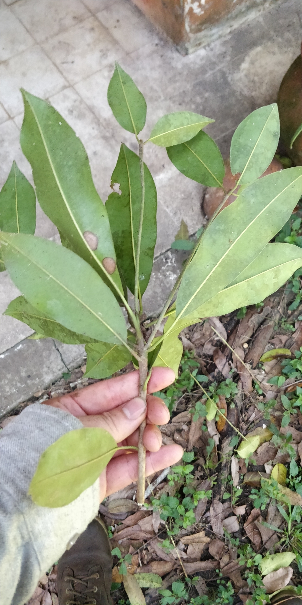 Imagem de Sapoti