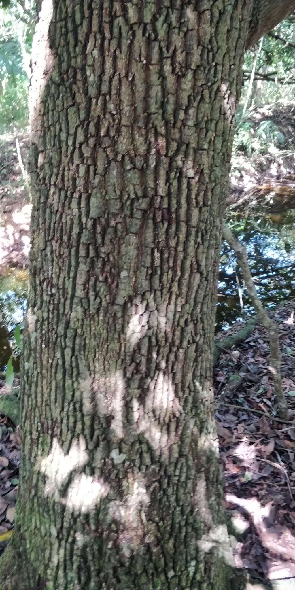 Imagem de Sapoti