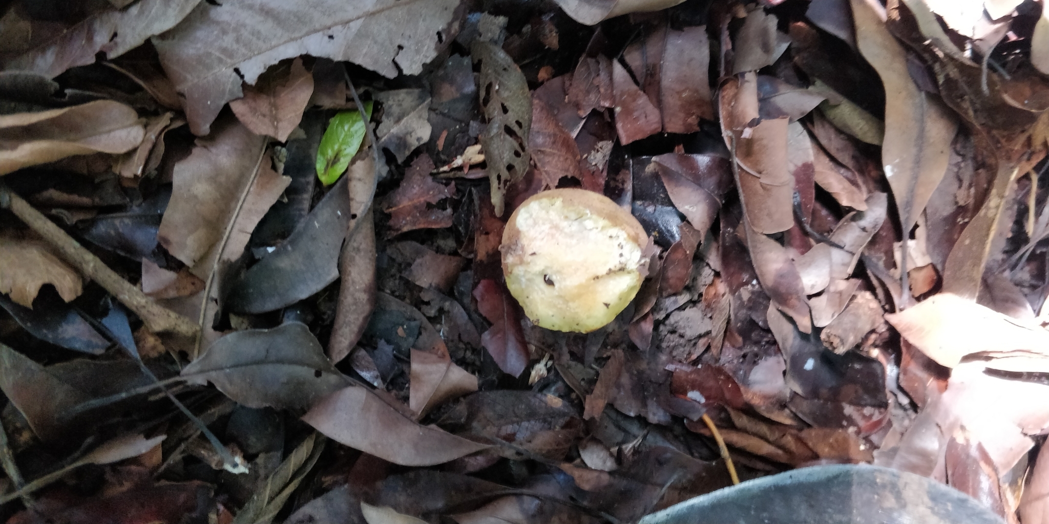 Imagem de Sapoti