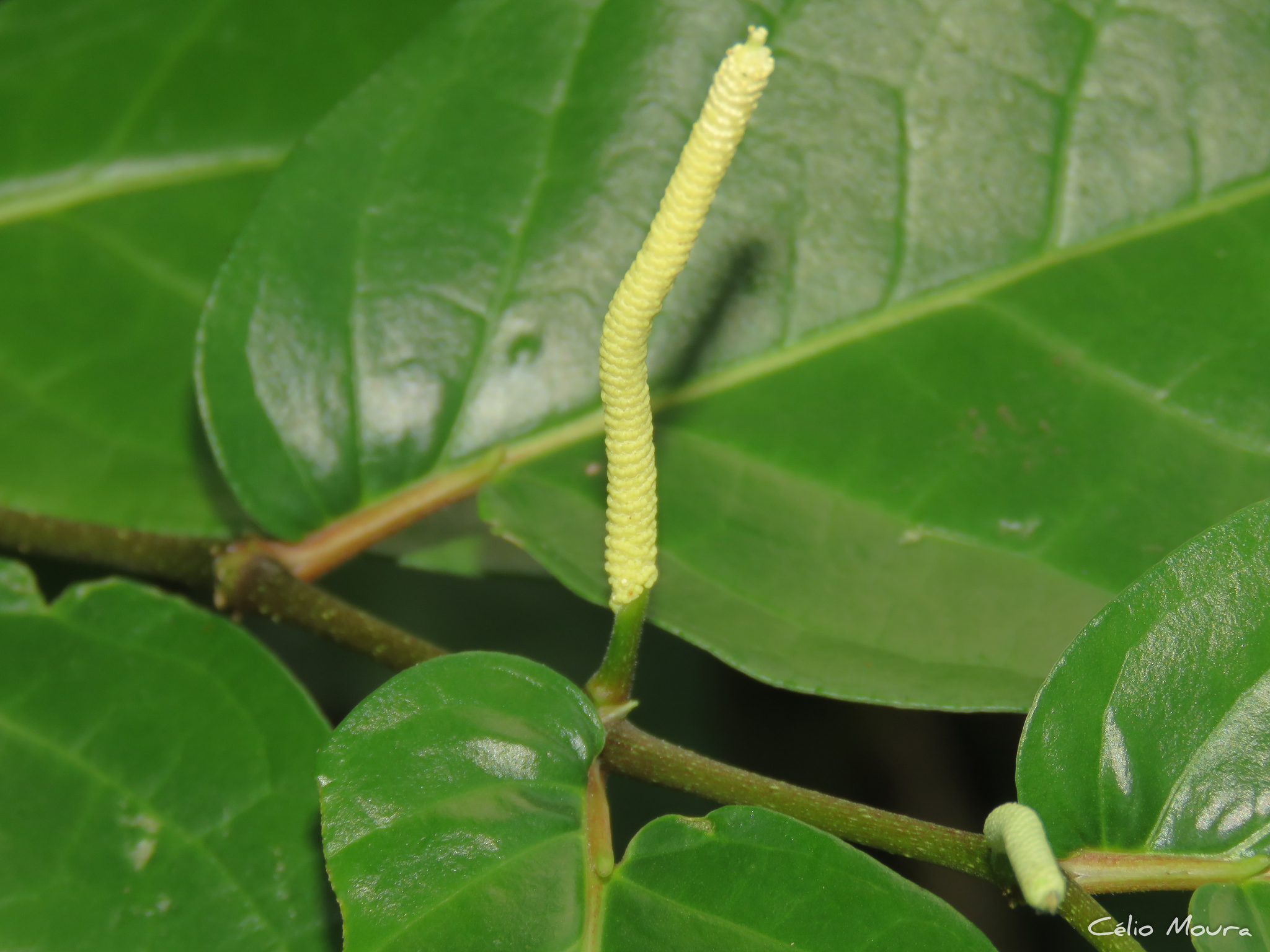 Imagem de Pimenta-de-macaco