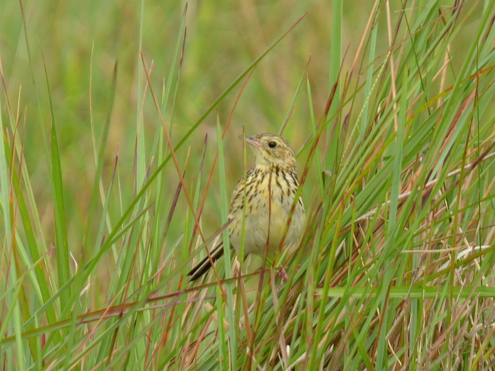 Ochre-breasted Pipit (Anthus nattereri), photo 1