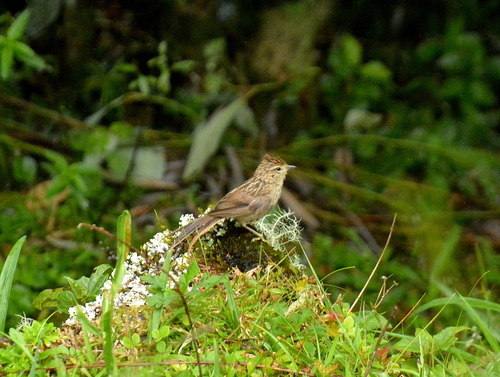 Striolated Tit-Spinetail (Leptasthenura striolata), photo 8