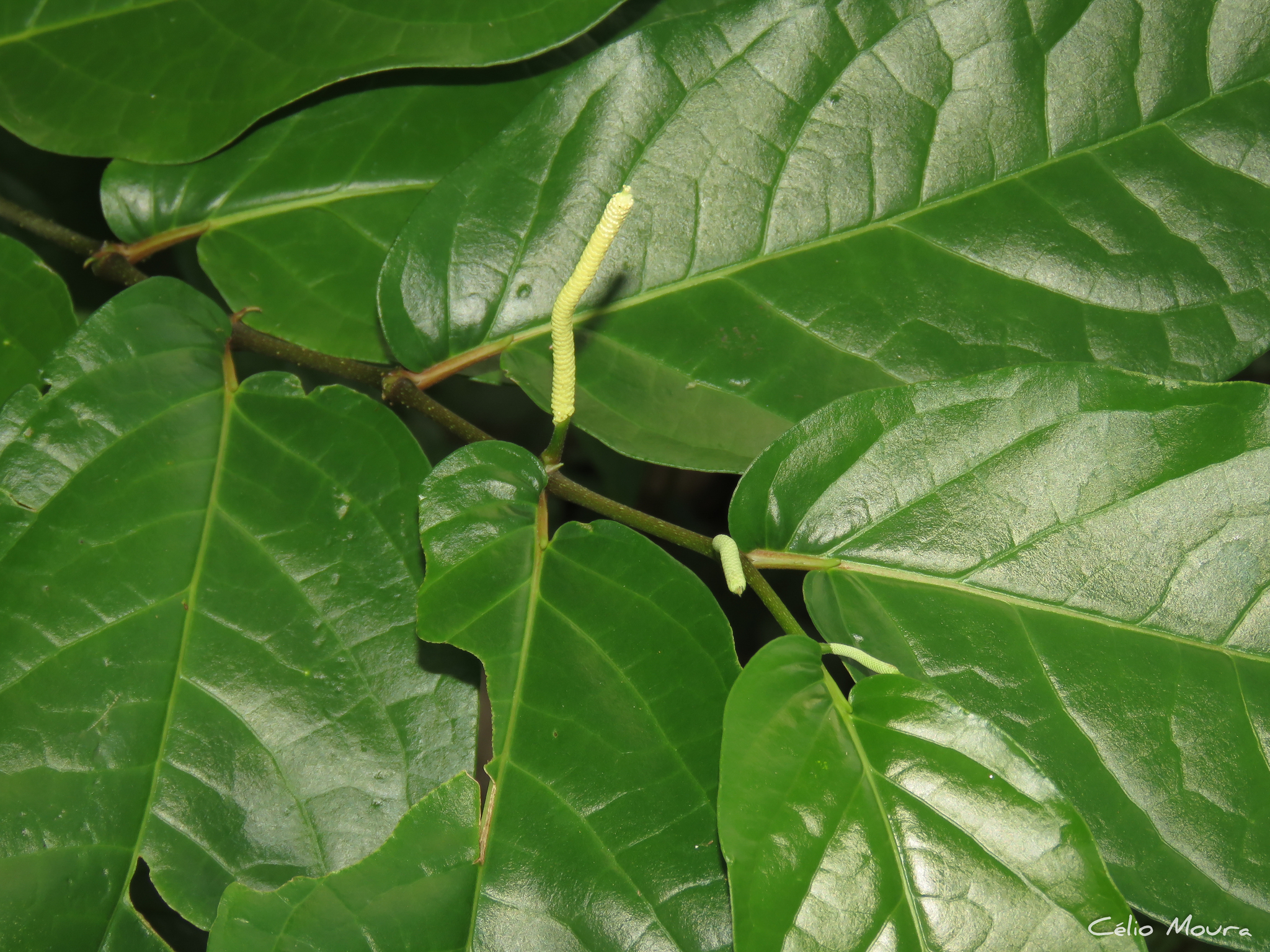 Imagem de Pimenta-de-macaco